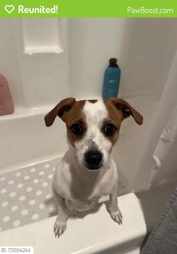 Reunited Male Dog last seen W Gonzales rd Oxnard ca, Oxnard, CA 93030