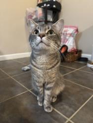 Reunited Male Cat last seen N Harrison St, 16th St, Arlington, VA 22205