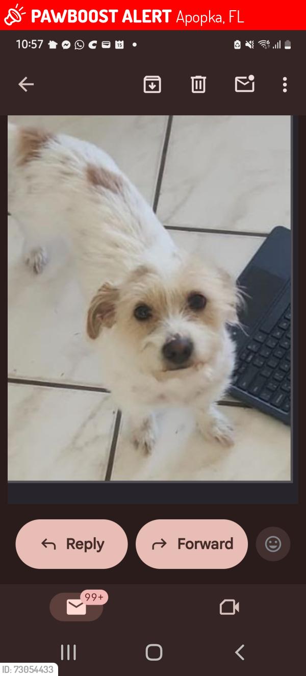 Lost Female Dog last seen Hiawasee road apopka, Apopka, FL 32703