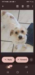 Lost Female Dog last seen Hiawasee road apopka, Apopka, FL 32703