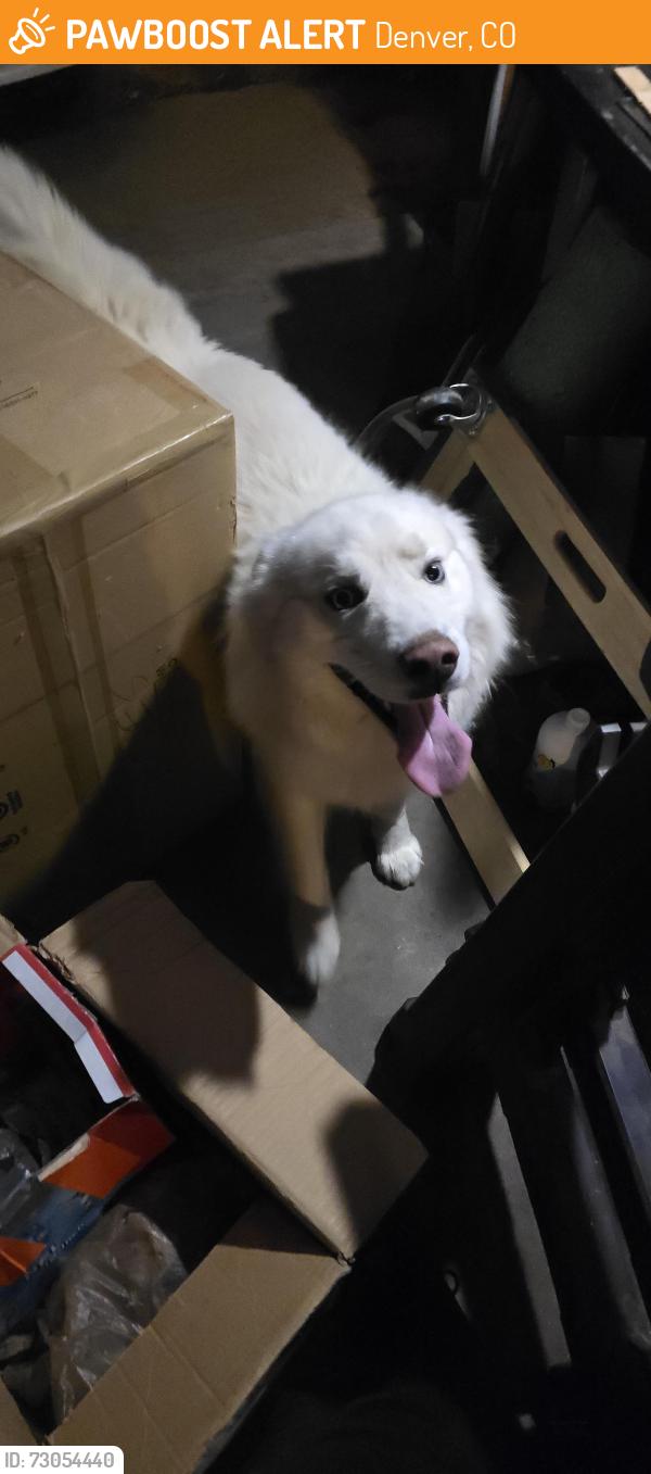 Found/Stray Male Dog last seen Vale/ Kentucky, Denver, CO 80246