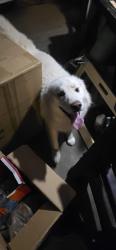 Found/Stray Male Dog last seen Vale/ Kentucky, Denver, CO 80246