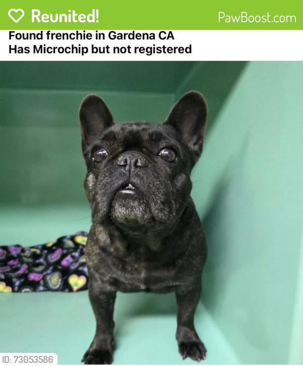 Reunited Female Dog last seen 170th St & Berendo , Gardena, CA 90247