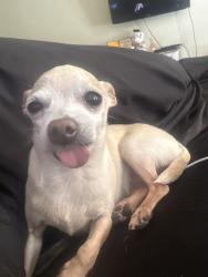 Lost Female Dog last seen Last seen at 64246 appalachian st, Desert Hot Springs, CA 92240