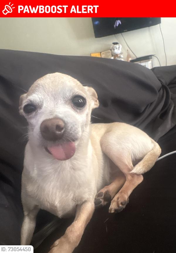 Lost Female Dog last seen Last seen at 64246 appalachian st, Desert Hot Springs, CA 92240