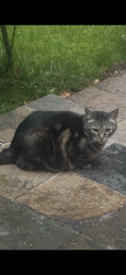 Found/Stray Unknown Cat last seen Near Th Pl Bothell 98011, Bothell, WA 98028