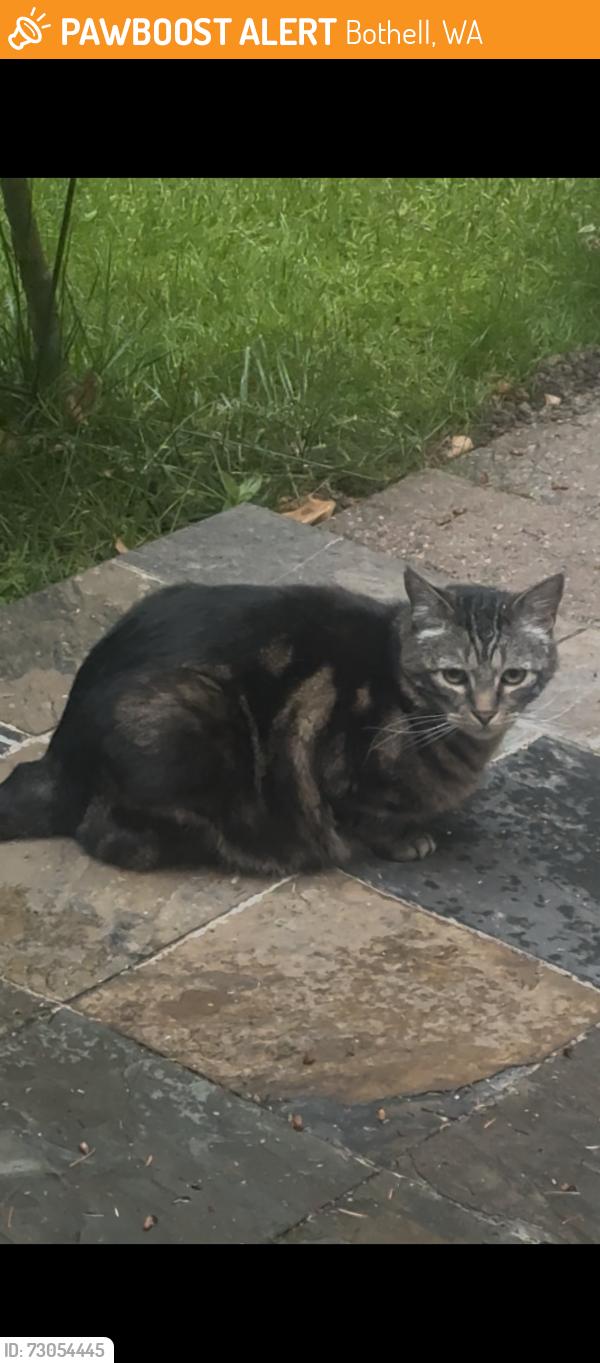 Found/Stray Unknown Cat last seen Near Th Pl Bothell 98011, Bothell, WA 98028