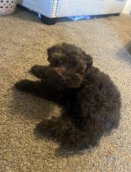 Reunited Male Dog last seen Highway 11, Hornet Machine, Winnsboro, TX 75494