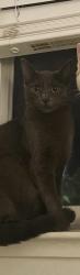 Reunited Female Cat last seen 7th street and Taylor street , San Jose, CA 95112