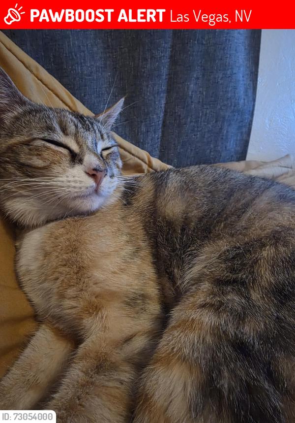 Lost Female Cat last seen Bruce st, charleston blvd, lewis st., Las Vegas, NV 89101