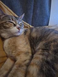 Lost Female Cat last seen Bruce st, charleston blvd, lewis st., Las Vegas, NV 89101