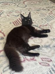 Reunited Female Cat last seen Republican street Harrison street, Seattle, WA 98109