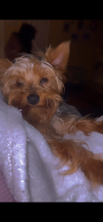 Reunited Male Dog last seen Bethany and post ave San Leandro , San Leandro, CA 94579
