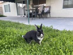 Lost Male Rabbit last seen Fordview Street and Twig, Lake Forest, CA 92630