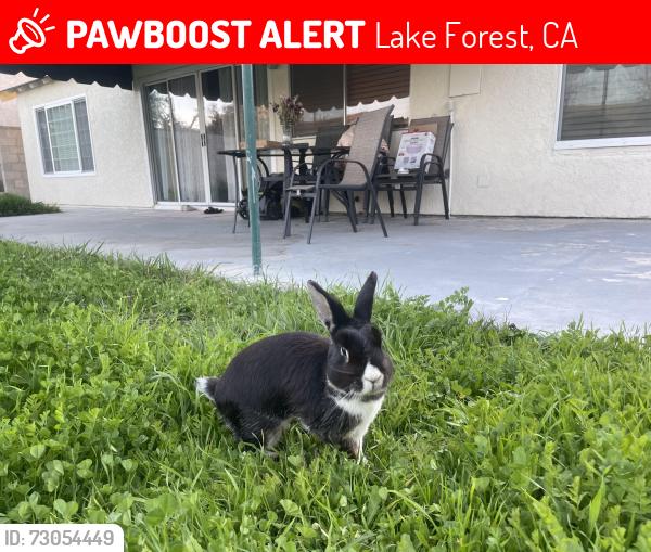 Lost Male Rabbit last seen Fordview Street and Twig, Lake Forest, CA 92630