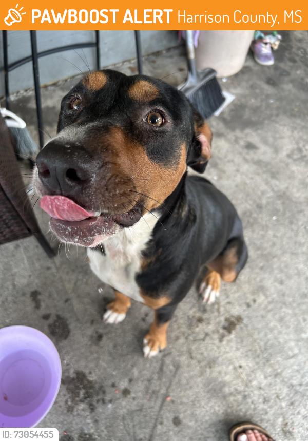 Found/Stray Male Dog last seen North Carr Bridge Rd, Saucier, MS 39574
