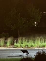 Found/Stray Unknown Dog last seen Antero cir, Broomfield, CO 80020