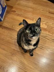 Lost Female Cat last seen 77th Drive and Lewis Ct, Arvada, CO 80005