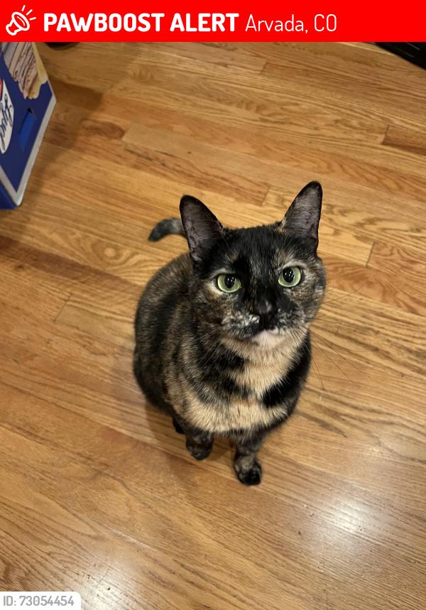Lost Female Cat last seen 77th Drive and Lewis Ct, Arvada, CO 80005