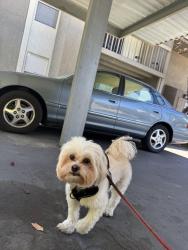Reunited Male Dog last seen Diablo valley college, pleasant hill, Pleasant Hill, CA 94523