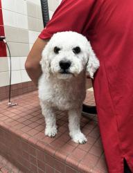 Reunited Male Dog last seen Kooser and Dartmouth , San Jose, CA 95118