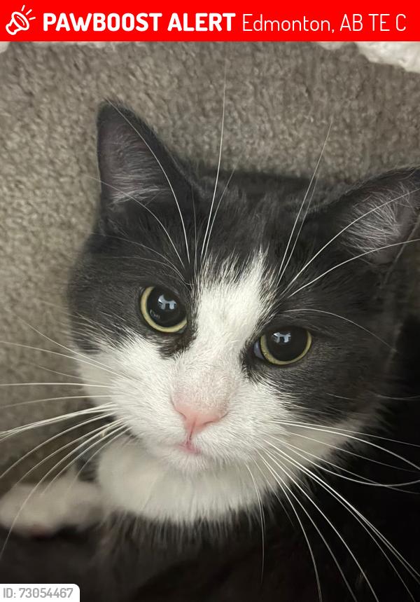 Lost Male Cat last seen Northtown Centre, Edmonton, AB T5E 6C2