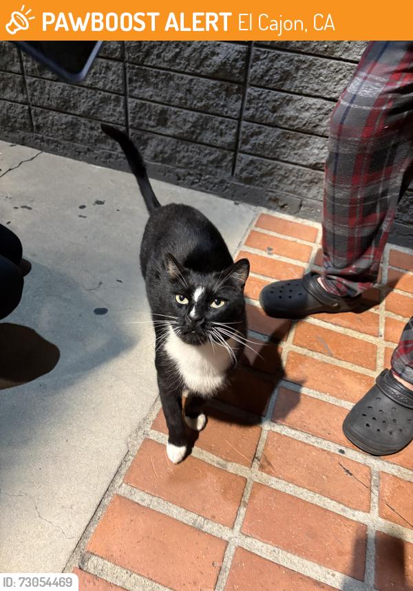 Found/Stray Male Cat last seen El Cajon, El Cajon, CA 92019