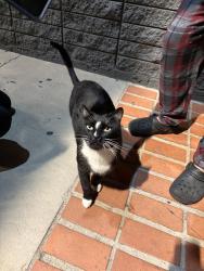 Found/Stray Male Cat last seen El Cajon, El Cajon, CA 92019