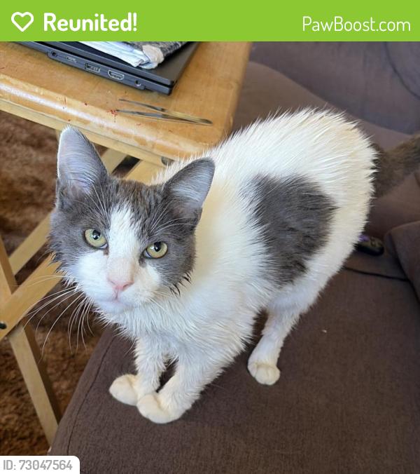 Reunited Male Cat last seen In the Westwood area: Freeway Dr, Foothill Blvd, Old Sonoma, Laurel St., St. Thomas Aquinas Catholic Church , Napa, CA 94558
