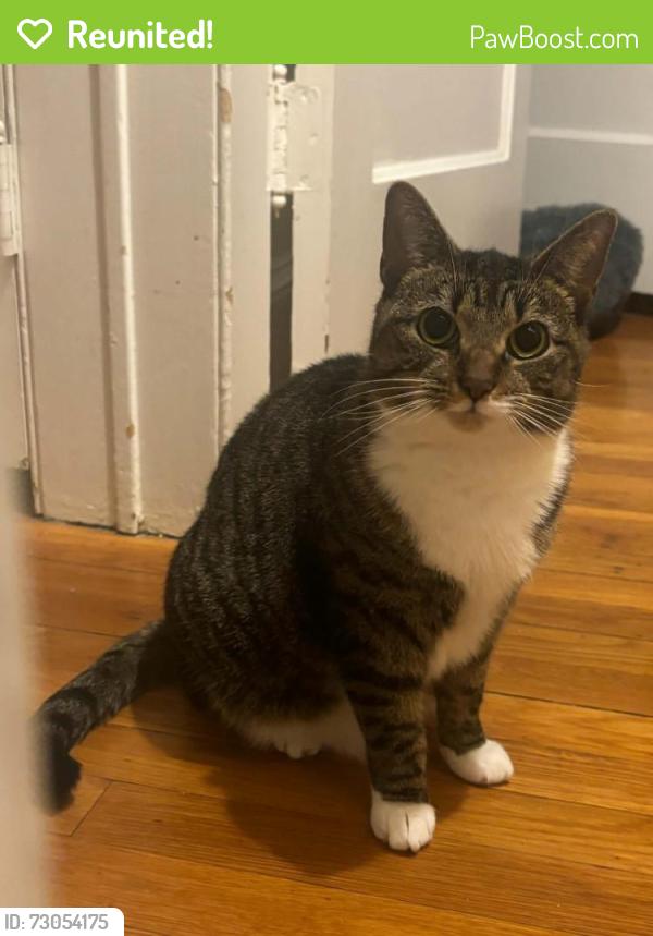 Reunited Female Cat last seen 75th Road and Kessel St, Queens, NY 11375