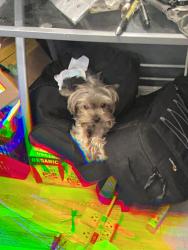 Lost Male Dog last seen Mission valley, San Diego, CA 92108