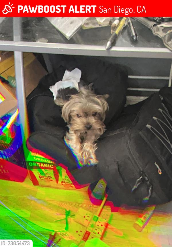 Lost Male Dog last seen Mission valley, San Diego, CA 92108