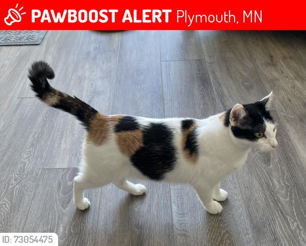 Lost Female Cat last seen Cornerstone Commons neighborhood in Plymouth, Plymouth, MN 55446