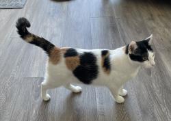Lost Female Cat last seen Cornerstone Commons neighborhood in Plymouth, Plymouth, MN 55446