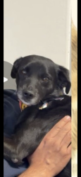 Lost Female Dog last seen 17Th and grand Ave , Santa Ana, CA 92705