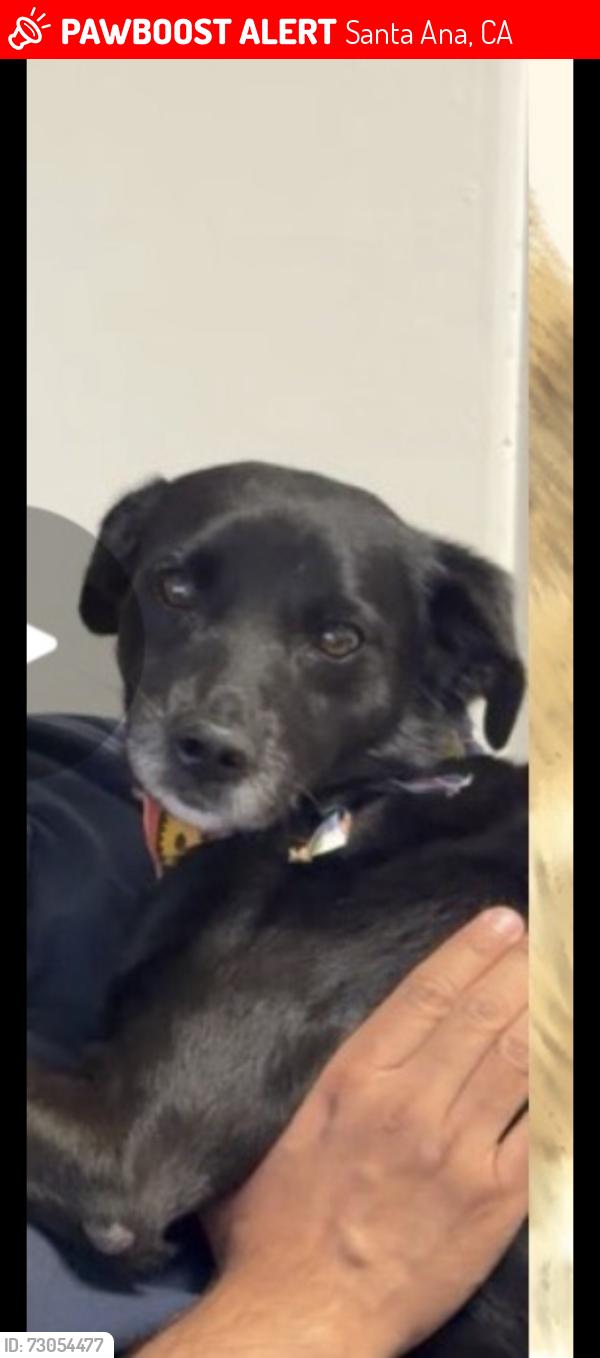 Lost Female Dog last seen 17Th and grand Ave , Santa Ana, CA 92705