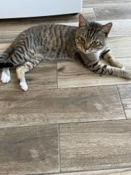 Reunited Male Cat last seen Whitten St, Boston, MA 02122