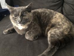 Lost Female Cat last seen 102nd and 8th ave S Parkland, Wa, Parkland, WA 98444