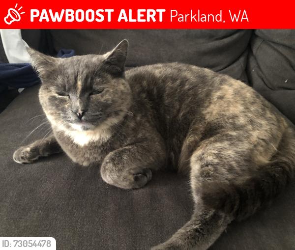 Lost Female Cat last seen 102nd and 8th ave S Parkland, Wa, Parkland, WA 98444