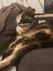 Lost Female Cat last seen 14th and 63rd nw Seattle, wa 98107, Seattle, WA 98107