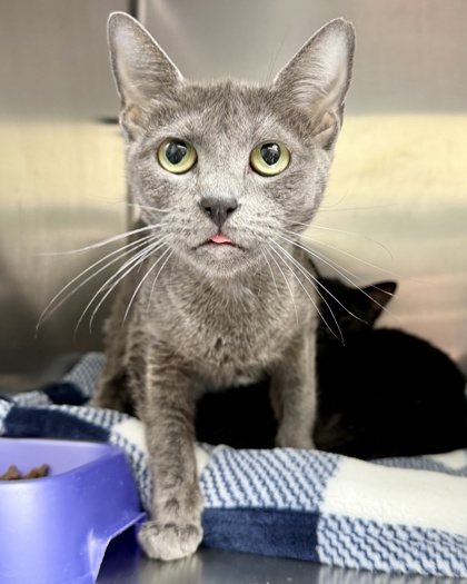 Shelter Stray Female Cat last seen Near Bancroft Ave, Oakland, , 1101 29th Ave, Oakland, CA 94601, USA
