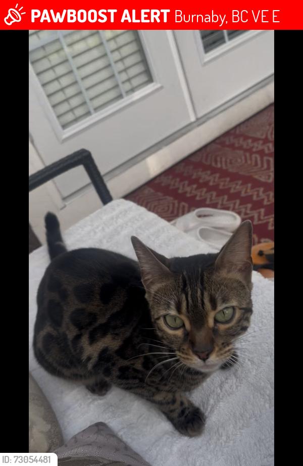 Lost Unknown Cat last seen Malvern ave Burnaby , Burnaby, BC V5E 3E9