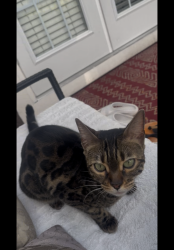 Lost Unknown Cat last seen Malvern ave Burnaby , Burnaby, BC V5E 3E9