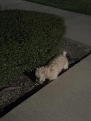 Found/Stray Unknown Dog last seen Roberta tips elementary , Mansfield, TX 76063