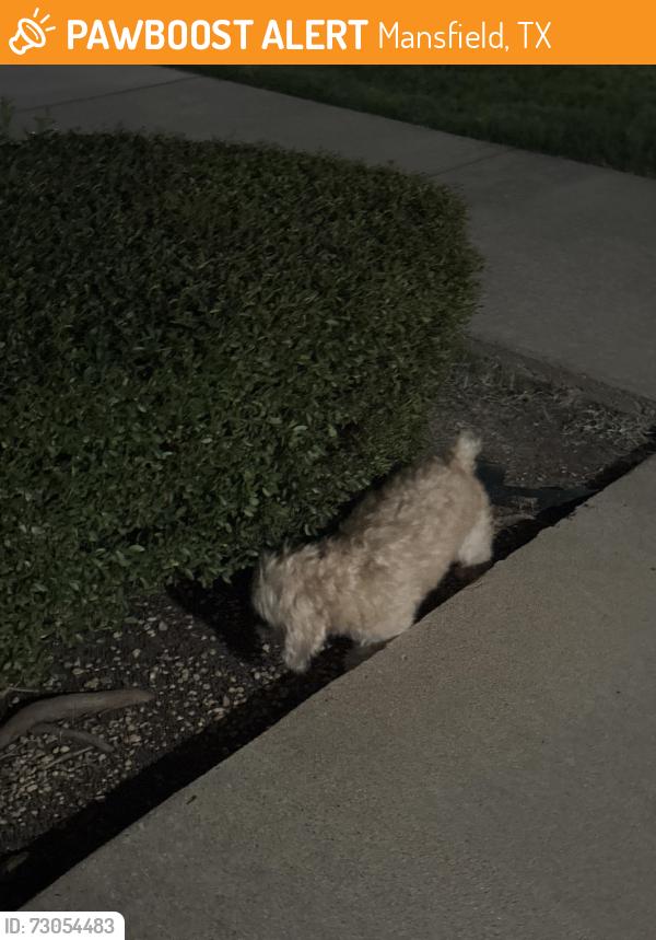Found/Stray Unknown Dog last seen Roberta tips elementary , Mansfield, TX 76063