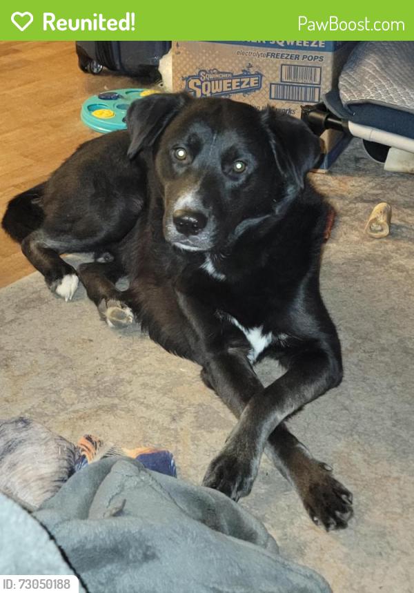 Reunited Male Dog last seen Hazel Ave, Kent, WA 98030