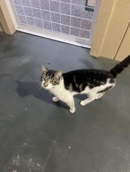 Found/Stray Male Cat last seen 1st Ave S & 119th ST SW, Burien, WA 98146