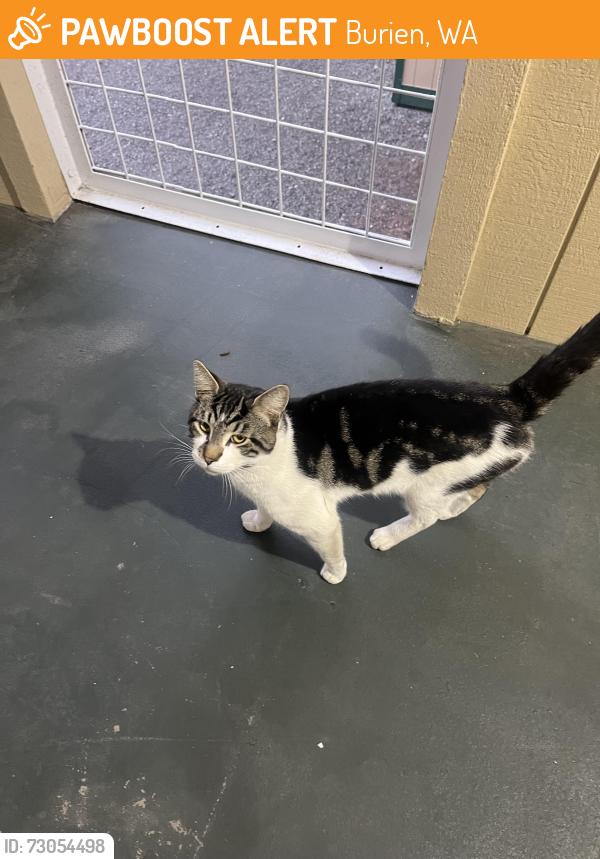 Found/Stray Male Cat last seen 1st Ave S & 119th ST SW, Burien, WA 98146