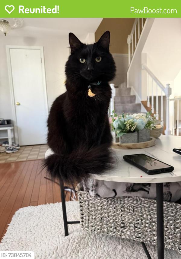 Reunited Female Cat last seen between Georgian ct and Brentwood apmts, Manassas, VA 20110