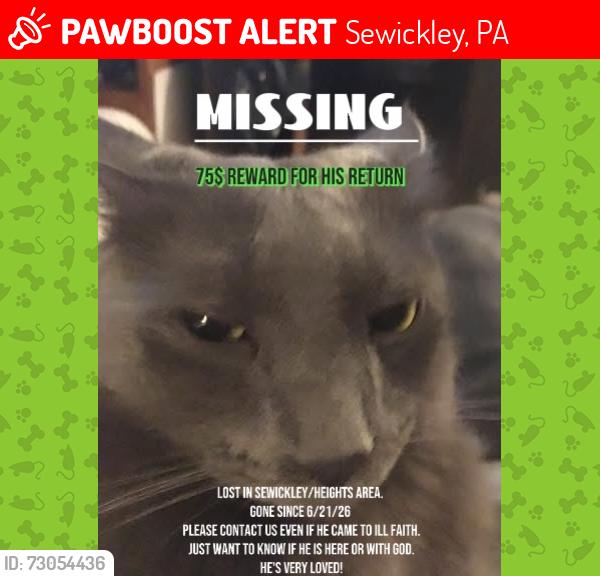 Lost Male Cat last seen Blackburn road & War memorial Park, Sewickley, PA 15143